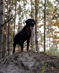 A black labrador in a red collar stands on a mountain.