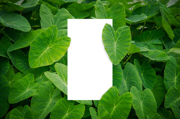Mockup Paperwhite cards perpendicularly placed on natural green bonbons, layouts create vertical paper card notes, copy-space fill text on white paper, the simulated white paper card on a green leaf.