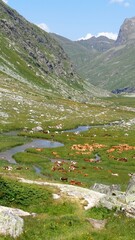 Fototapeta na wymiar Tarentaise ou Tarine, la vache emblématique de SAVOIE