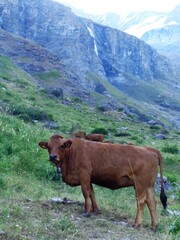 Fototapeta na wymiar Tarentaise ou Tarine, la vache emblématique de SAVOIE