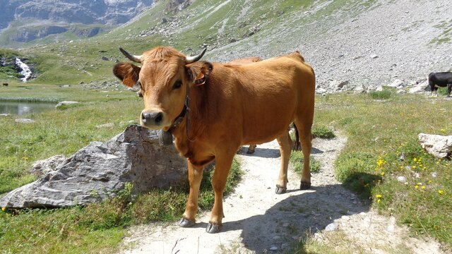 Tarentaise ou Tarine, la vache embl&eacute;matique de SAVOIE