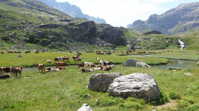 Tarentaise ou Tarine, la vache embl&eacute;matique de SAVOIE