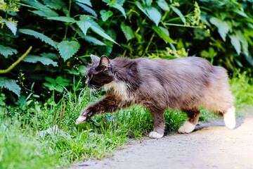 Beautiful black cat with white breast in the foreground