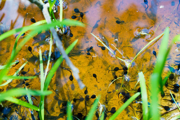Many tadpoles swim in a muddy puddle lit by the sun in the forest