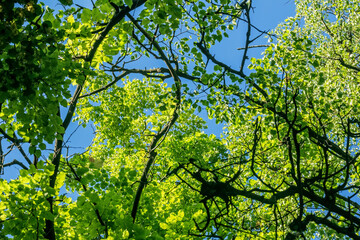 Green tree branches up blue sky