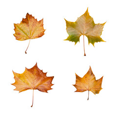 four maple leaves isolated on white background
