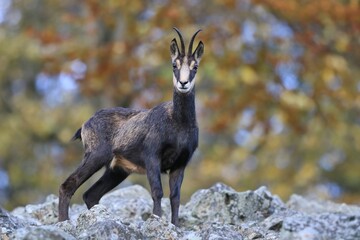 Chamois, Rupicapra rupicapra, in the stone hill. Studenec hill, Czech Republic.  Animal from Alp. Wildlife scene with animal. Autumn tree, background.