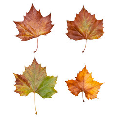 four maple leaves isolated on white background
