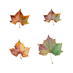 four maple leaves isolated on white background
