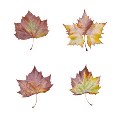 four maple leaves isolated on white background
