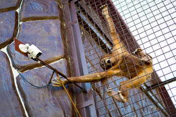 A chimpanzee tries to reach and break a security camera while hanging from a grate in a cage at a...