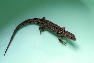 A little beautiful close-up lizard on a green background.