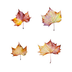 four maple leaves isolated on white background
