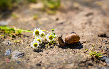 Snail with antennae and shell eating chamomile petals on the trail in summer