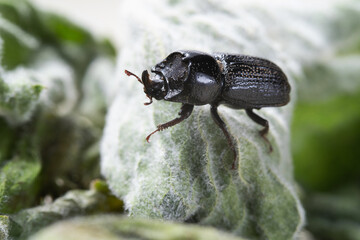 Side view European rhinoceros beetle. Oryctes Nasicornis on a green mint leaf.