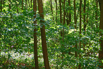 Obraz premium Beautiful dense deciduous forest. National park. Reserve.