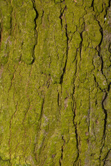 Kora kasztanowca pospolitego pokryta mchem.