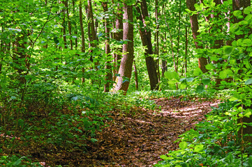 Obraz premium Walking paths in the forest for running.