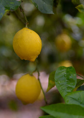 Limones, en el árbol, pendientes de recolección. Valencia. España. Europa