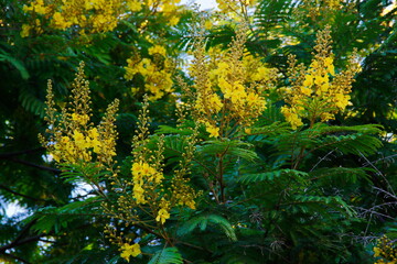 Peltoforum yellow flowers.