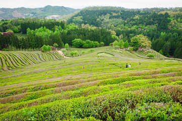 Green tea field in Boseong, Jeollanam-do, Korea