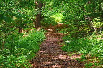 Walking paths in the forest for running.