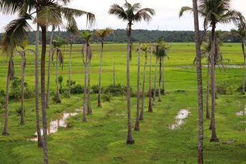 Lots of coconut trees in farming field
