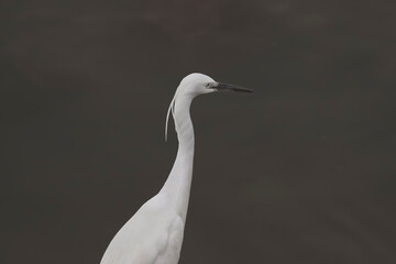 Beautiful egret portrait