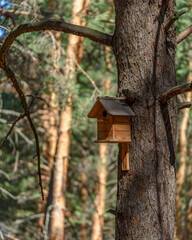a birdhouse nailed to a pine tree against a forest background