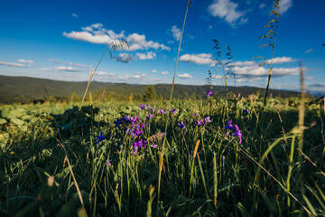 A group of colorful flowers in a field