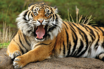 Fototapeta na wymiar Tiger is one of the most beautiful animals in the world, Bangladesh