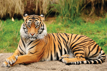 Fototapeta na wymiar Portrait of a Royal Bengal Tiger alert and Staring at the Camera. National Animal of Bangladesh