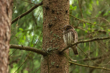 A juvenile Eurasian Pygmy Owl, Glaucidium passerinum on a Spruce branch observing surroundings in boreal forest of Estonia. 