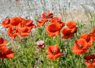 bright red poppies, fragments of poppy petals on a blurred background