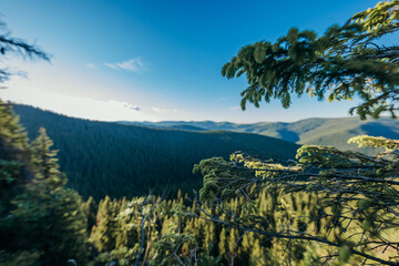 Obraz premium A tree with a mountain in the background