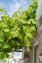 Green grapes growing on a vine