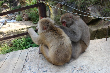 長野県の山ノ内町にある地獄谷野猿公苑の仲の良いお猿さん