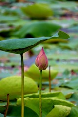 Lotus bud and its spreading leaves in the lake
