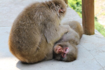 長野県の山ノ内町にある地獄谷野猿公苑のお猿さん