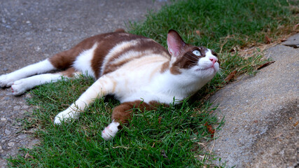 Naklejka na ściany i meble Cute Brown cat sleeping on tha grass