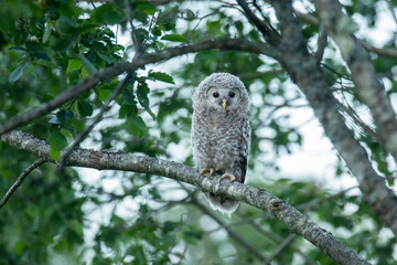 Small juvenile Ural owl, Strix uralensis, chick in a lush boreal forest in Estonian nature, Northern Europe. 