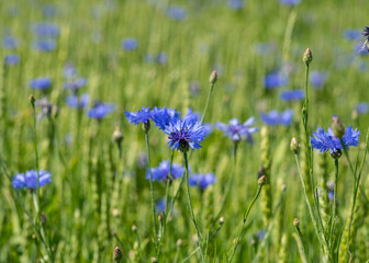 blue cornflowers in a cereal field, wallpapers, cornflower flowers background