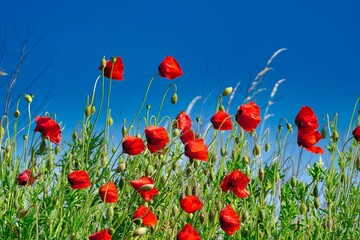 Obraz premium red poppy flowers