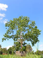Ficus religiosa or sacred fig is a species of fig native to the Indian subcontinent and Indochina that belongs to Moraceae, the fig or mulberry family. It is also known as the bodhi tree.