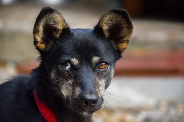 Cute little dog with interesting eyes who is playfull