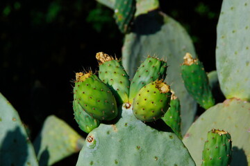 Opuncia prickly pear cactus