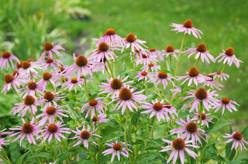 Flowers Echinocea purpurea on a natural background.