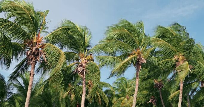 Group of Coconut tree fronds blowing in the wind with blue sky background.