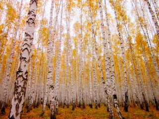 White birches autumn dence forest. Birch trees with orange leaves & fall woods foliage. Beautiful...