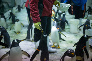 An aquarium keeper feeds penguins in Dalian, Liaoning Province, China